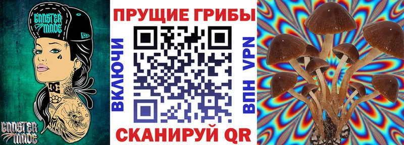 где купить наркоту  Кировск  Галлюциногенные грибы GOLDEN TEACHER 